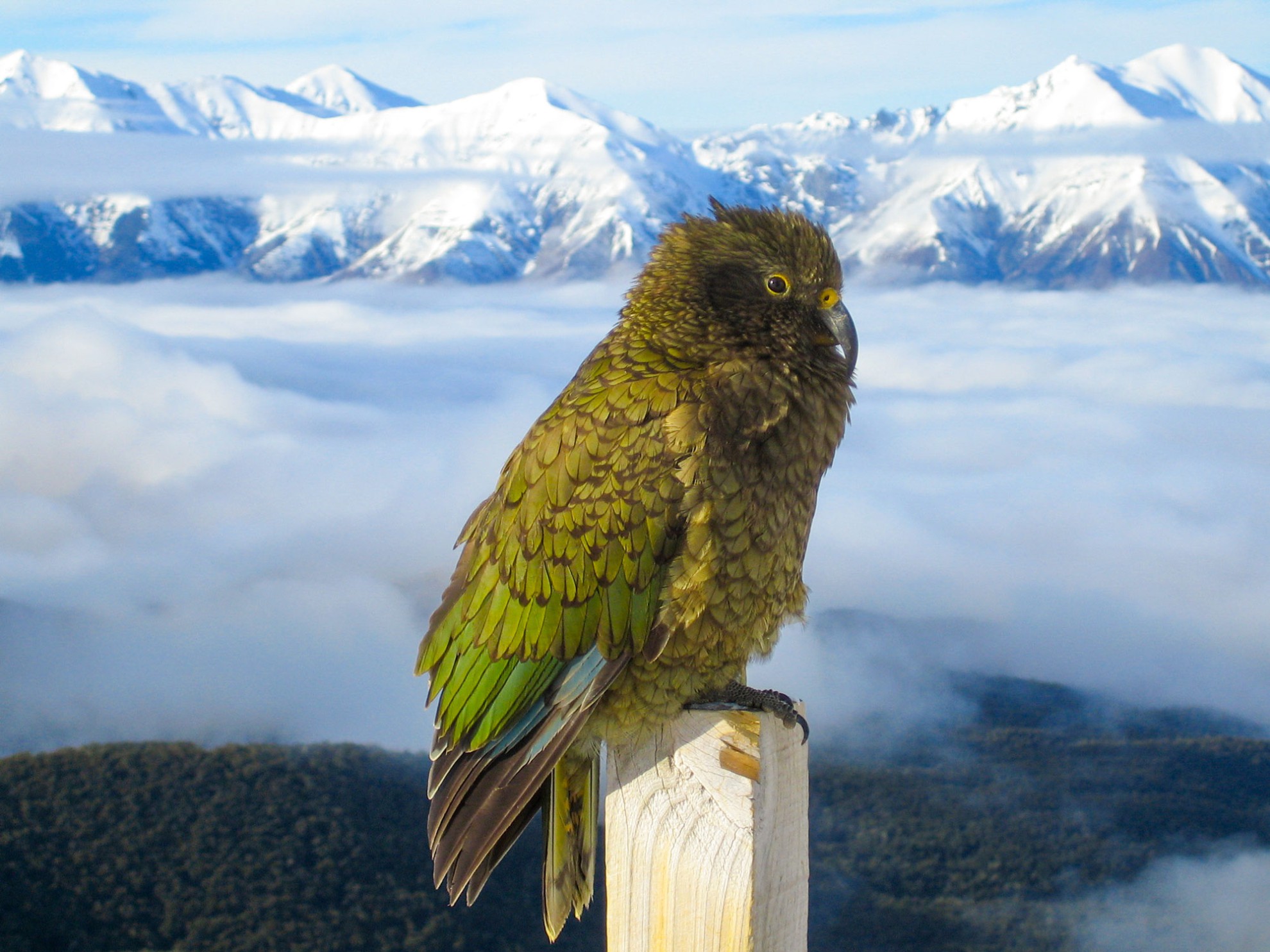 Kea Broken River