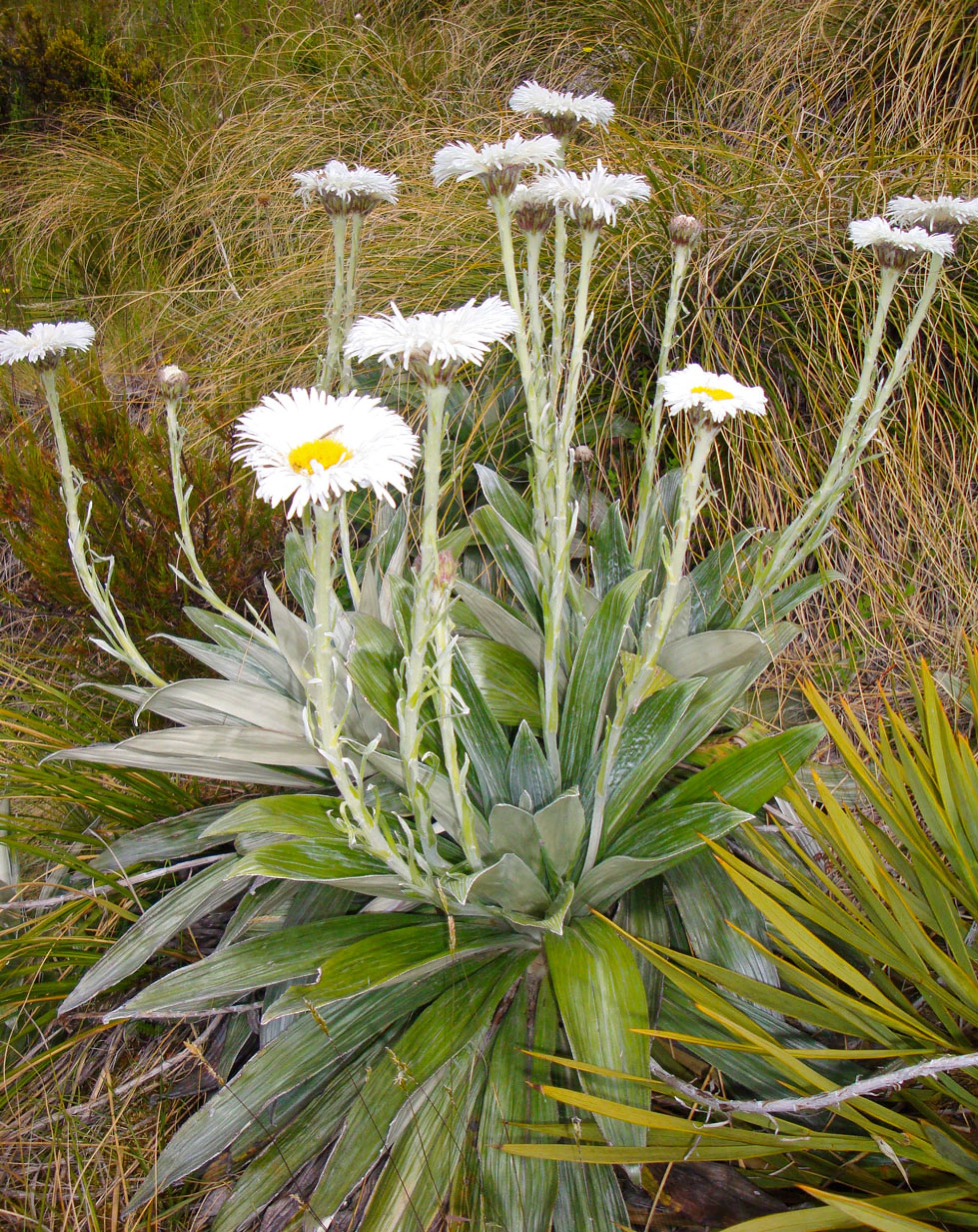 Summer Group Alpine Accommodation New Zealand